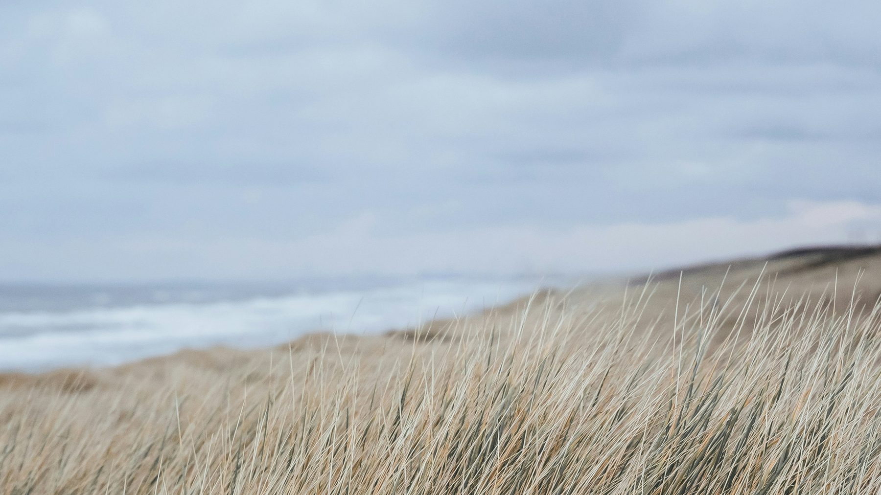 Helmgras op een duinrand met daarachter de branding en een bewolkte lucht.